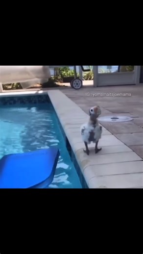 But you can use this… flotation device 🏄🏼‍♂️ | Flotation device day 332 #funny #flotation #funnyreels #laugh | Instagram