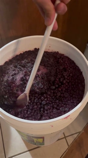 How to make wine - Punching the Cap, Fermenting - 24 hours after adding yeast to this Blueberry Wine