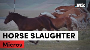 444K views · 7.3K shares | Did you know the government is about to exterminate nearly 45,000 wild horses to make room for cattle? #MicBrights | Mic | Facebook