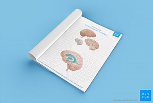 Aprende las partes del cerebro con diagramas y cuestionarios
