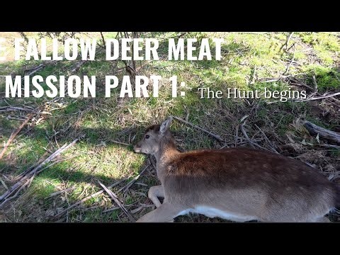 The Fallow Deer Mission Part 1: The Hunt Begins