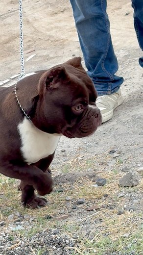 Sultán #americanbully #exoticbully | American Bully & Exotic Universe