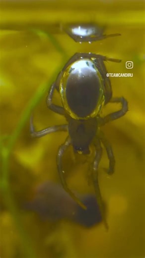 A diving bell spider collecting air from the surface for her diving bell.