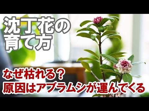沈丁花の育て方 鉢植え 剪定 突然枯れる理由 香りの成分