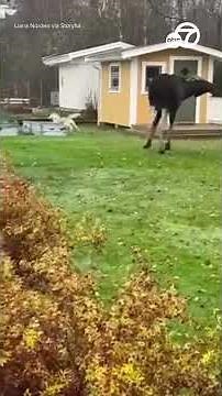 Husky and moose may take a while to become best friends