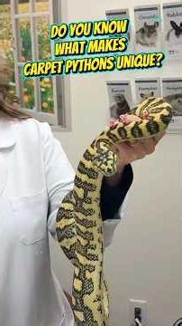 Carpet Pythons Do Something Most Snakes Don’t