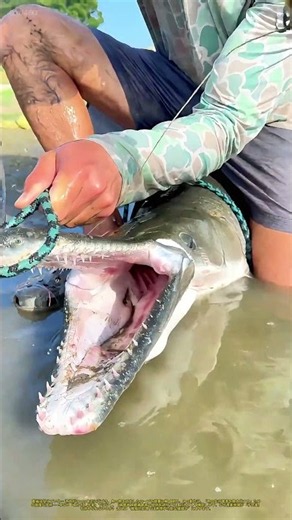 「ワニの牙に引っかかったが、職人の指先で解放される」：漁獲技術と動物保護の微妙な均衡