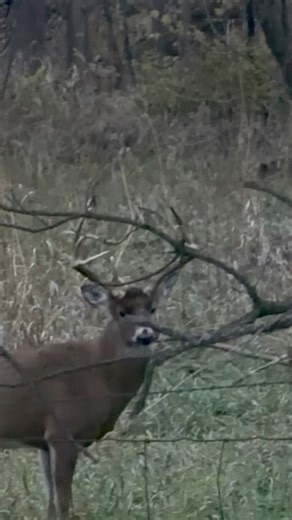 Saw another awesome buck putting out traps today | Dunlap LURES