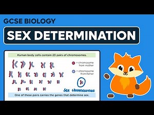 Sex Determination - GCSE Biology