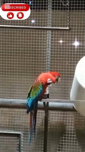 Beautiful parrot talking like birds #shortvideo #viral #reels #wildlife #short #trending