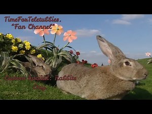 Teletubbies | Custom Special: Rabbits Day.