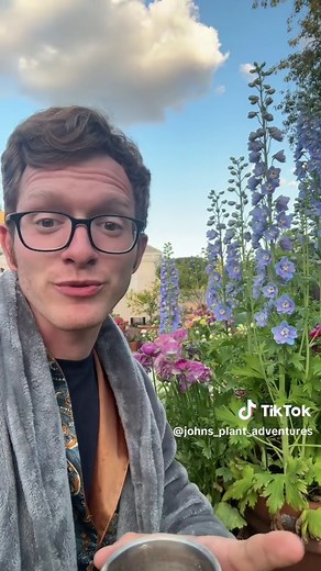 Growing Delphiniums in a Cottage Garden