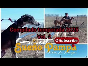 Galgos de campo. Temporada 2025 Compilado vol. 2.