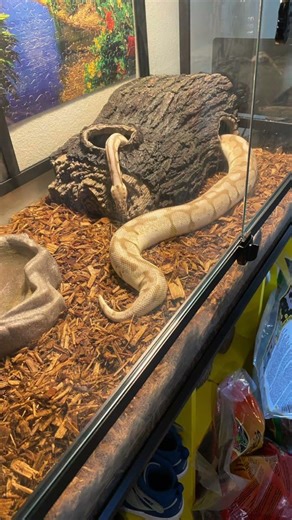 #StingerTheQueenBeeBallPython