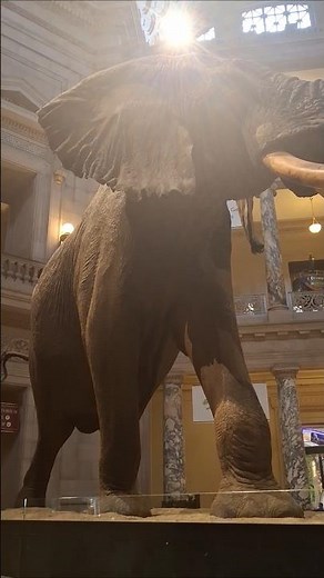 This Bull's name is Henry, and he lives in the Smithsonian Museum. #amazing #elephantvideo #elephant