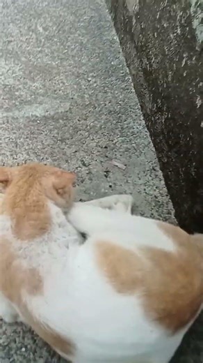 cat scared run #好きな子猫