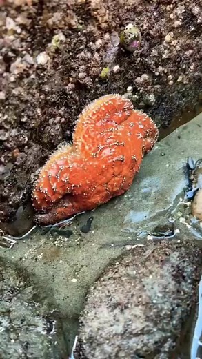 How to Find Starfish on the Beach - A Guide to Exploring Rocky Intertidal Zones