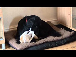 Phoenix Fennec Fox, play time with The Flatcoat Retriever