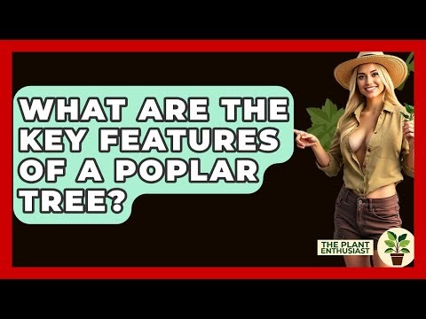 What Are The Key Features Of A Poplar Tree? - The Plant Enthusiast