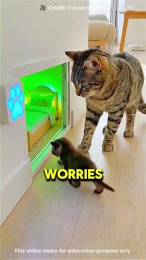 This Cat Has a Secret Luxury Room #shorts