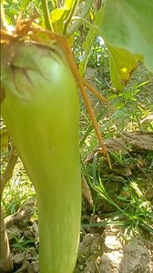 1.5 Feet Lamba baigan #crop #agriculture #krishi #farming #youtube #organic #kisan #shorts #viral