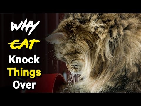 Why Cats Knock Things Over 🐱🙀