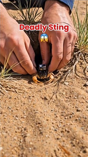 POV:Inside the Deadly World of a Scorpion Epi 6 #shorts