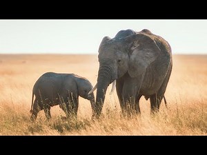 Elephants | Kids Educational Video