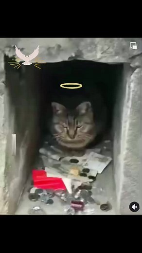 #fyp #gatanismo #gatolicismo #gato