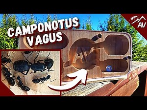 Camponotus Vagus Ant Guide | Wood Ant Farm Prototype