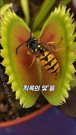 Hornet vs. Venus Flytrap, The Final Showdown