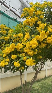 Class Magnoliopsida #trandingshorts #flowers #youtubeshorts #garden