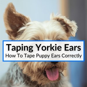 How To Tape Yorkie Ears?