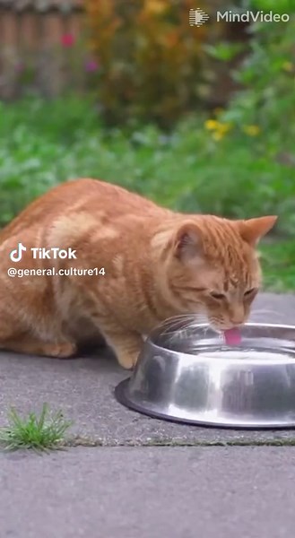 Cat Battles Honey Badger Over Water Bowl