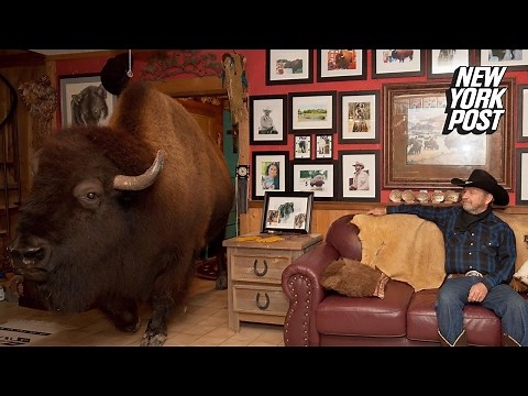 This pet buffalo has the run of the house