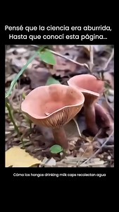 126K views · 841 reactions |  Cómo los hongos Drinking Milk Caps...