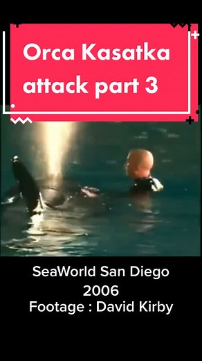 Kasatka Orca Attack: Trainer's Terrifying Encounter | Part 3