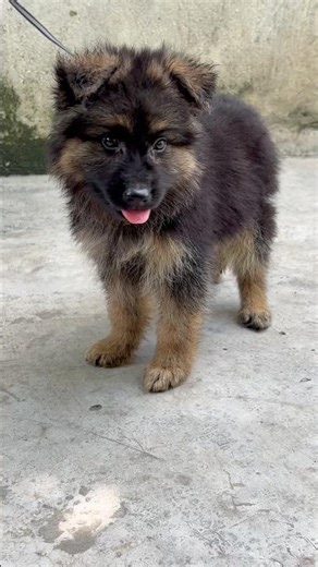 GABBAR x Rio Son 🔥 #germanshepherd #youtubeshorts #puppy #dog