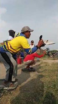 Merpati Balap Sprint