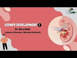Development of the kidney: part 1:introduction