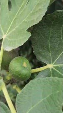 Discover the health benefits of fig leaves