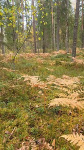 1.5K views · 1.1K reactions | ..pa radio2 teica- šodien- sēņu diena.. | Magone Liedeskalna | Facebook