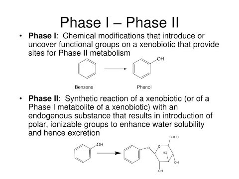 Phase 1 (Functionalization reaction) and Phase 2 Reactions of Xenobiotics Metabolism
