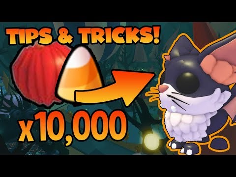 HOW TO *TAME* KITTY BATS in ADOPT ME (ROBLOX) *QUICK & EASY!*