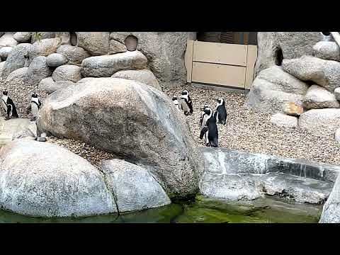San Diego Zoo Penguins Unleashed The Incredible Pack Hunters