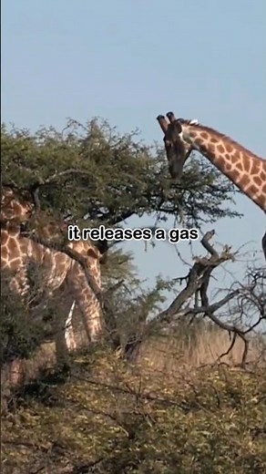 How Acacia Tree's in Africa Protect Themselves from Hungry Animals | factastic