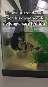 Meet Hector! A 1 year old freshwater turtle 🐢 that is looking for his next kind home. Even the smallest of animals need a loving home 🥰. Despite his size he has quite a personality, and loves to come over and say hi! If you can give Hector the care he needs, come meet him at the Humane Society of Charles County MD today! To make a donation for Hector visit www.humanesocietycc.org #freshwaterturtle #turtle #turtles #turtlelivesmatter #justkeepswimming #rescueanimals #humanesocietyofcharlescount