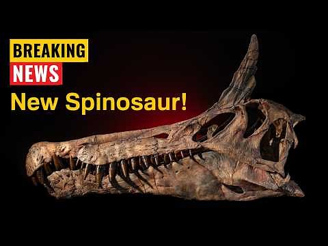 Tall-Crested Spinosaurus Discovered!