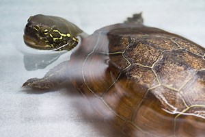 Walk Through History on Your Visit to Charleston, South Carolina