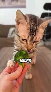 5 Foods That Make Cats Live Longer